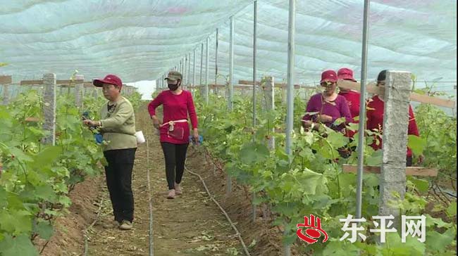 沙河站镇前河涯村：农业种植产业化　富民增收前景好