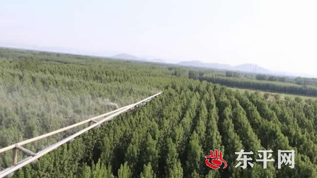 我县美国白蛾飞防工作完成阶段性任务 飞防面积48.8万亩