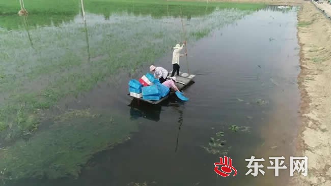 商老庄乡稻虾套养产业园被批准为国家级水产健康养殖示范场