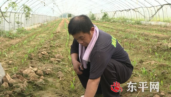 陈兆行：跟着书记种大棚 自主脱贫奔富路