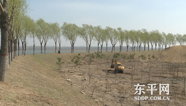 新湖镇：全域绿化引领生态振兴