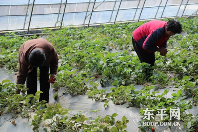 东平云远农业发展有限公司 东平云远农业发展有限公司