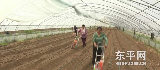 东平洪波农业科技发展有限公司总经理姜合美 东平洪波农业科技发展有限公司总经理姜合美