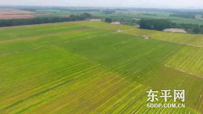 戴庙镇安居乐业齐推进 产业先行促振兴