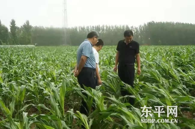 东平县农业农村局组织开展雨后技术指导和农险理赔工作