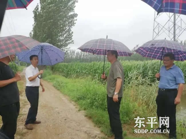 东平县农业农村局组织开展雨后技术指导和农险理赔工作