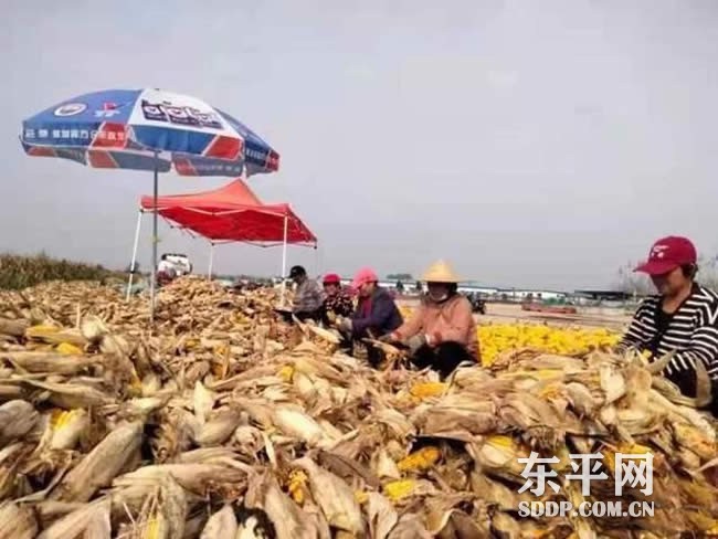 东平县防汛保秋收 力争秋粮颗粒归仓