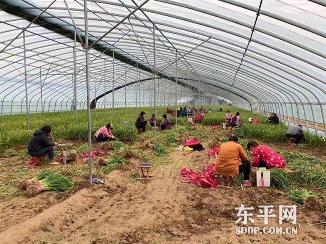 斑鸠店镇：“小蒜苗”做“大文章” 打响致富“金蒜盘”