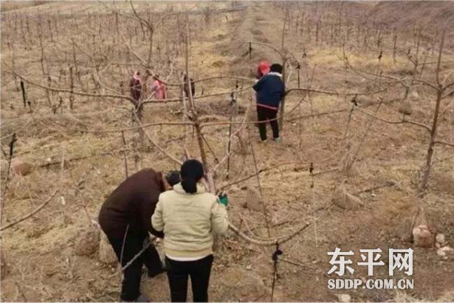 旧县乡：产业培育筑牢乡村振兴基础