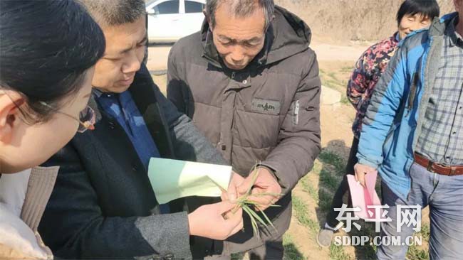 东平街道当好“三大员” 吹响小麦春季管理“集结号”