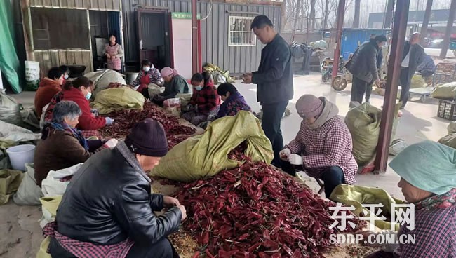 旧县乡外出学习考察 辣椒种植产业工作