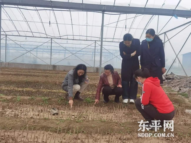东平县妇联实地调研巾帼农业产业致富项目