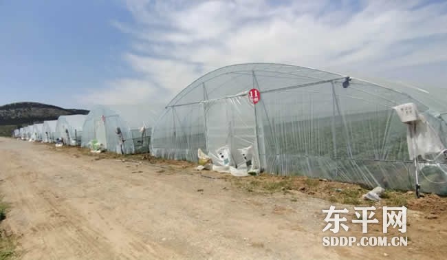 接山镇小小果蔬做出产业“大文章” 