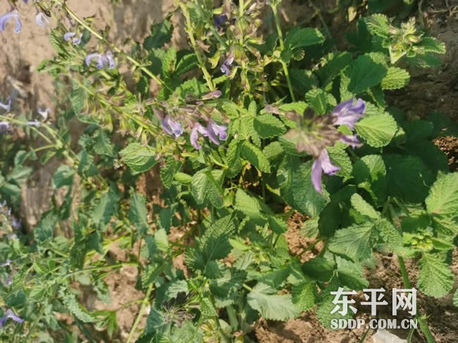 老湖镇中草药种植开出致富“良方” 老湖镇中草药种植开出致富“良方”