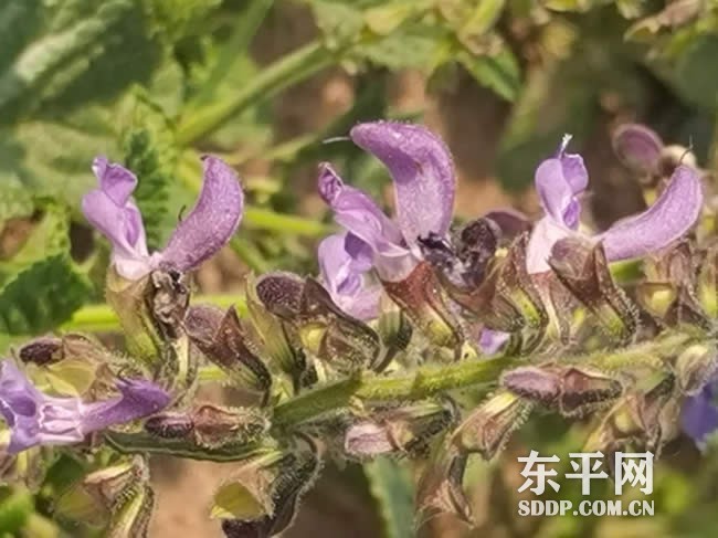 老湖镇中草药种植开出致富“良方” 老湖镇中草药种植开出致富“良方”