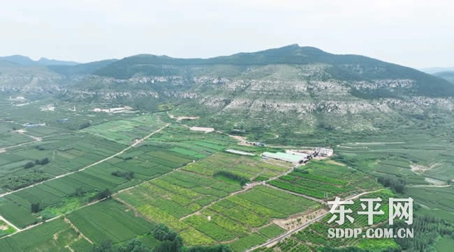 梯门镇东沟流村猕猴桃喜获丰收 梯门镇东沟流村猕猴桃喜获丰收