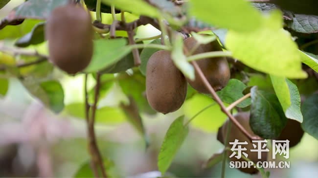 梯门镇东沟流村猕猴桃喜获丰收 梯门镇东沟流村猕猴桃喜获丰收