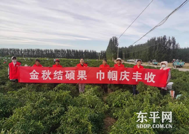 东平县妇联多种形式开展金秋巾帼庆丰收活