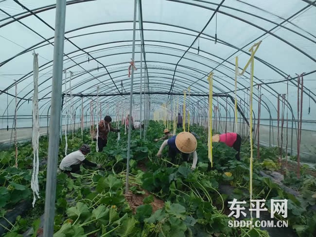 东平县妇联多种形式开展金秋巾帼庆丰收活动