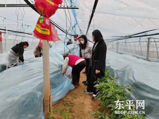 梯门镇高效农业产业示范园区党委应对寒潮 精心护航产业发展