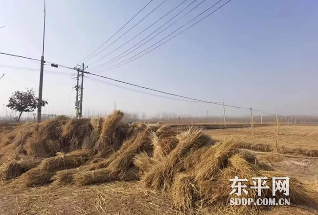 商老庄乡：稻草巧变“营养素” 助力产业添动能