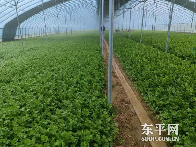 斑鸠店镇：芹菜大棚“蔬”写乡村振兴新篇章