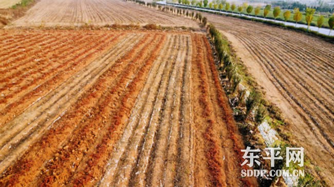 老湖镇：中药材种植规模化 走出振兴财富路