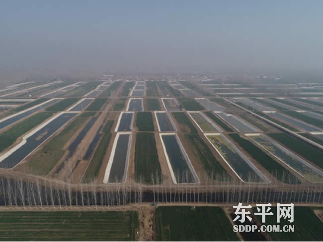 新湖镇：“藕虾套养”铺就生态致富路