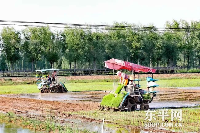 商老庄乡：湖畔“金土地”种出致富好光景