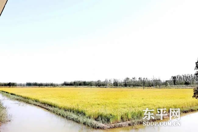商老庄乡：湖畔“金土地”种出致富好光景