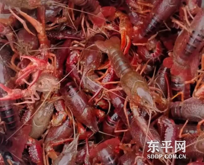 商老庄乡：湖畔“金土地”种出致富好光景