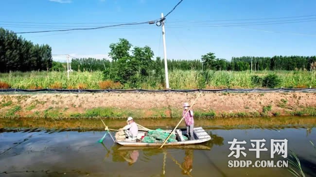商老庄乡：湖畔“金土地”种出致富好光景
