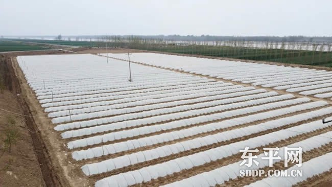 斑鸠店镇“双辣”种植模式打通产业致富路