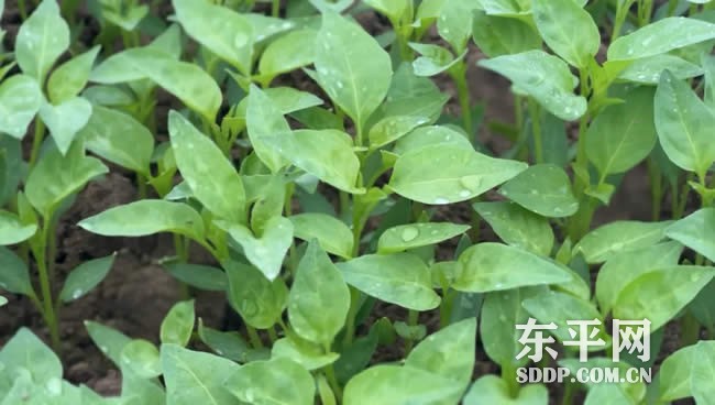 斑鸠店镇“双辣”种植模式打通产业致富路
