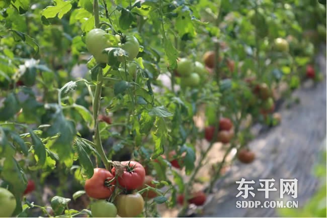 东平街道龙山屯村李老汉的“种菜经”
