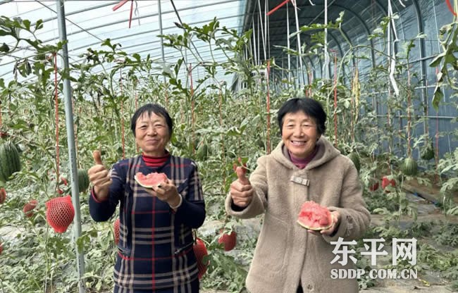 彭集街道裴寨村西瓜尝“鲜”会甜蜜开启