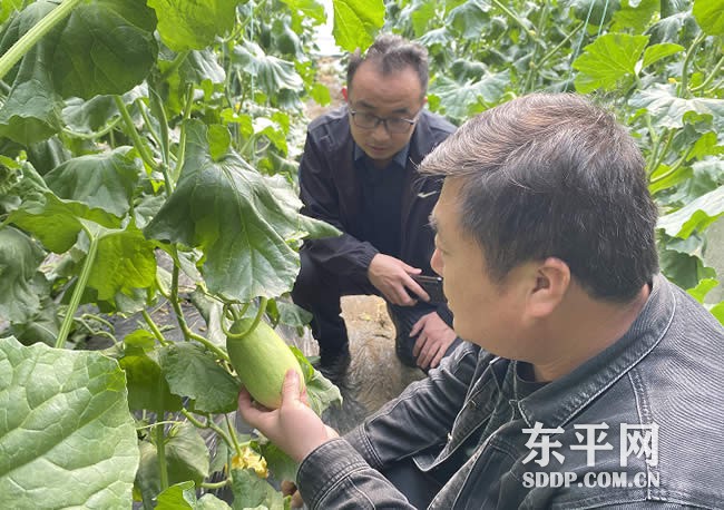 梯门镇经发办主任展长峰：为菜奔赴