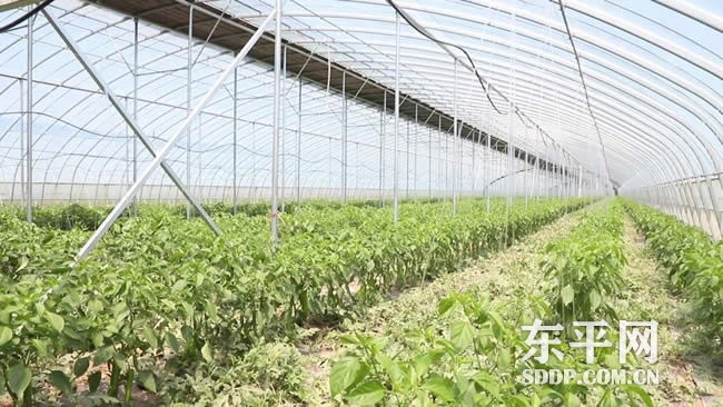 商老庄乡庞那里村探索“西瓜+辣椒”套种模式收益高