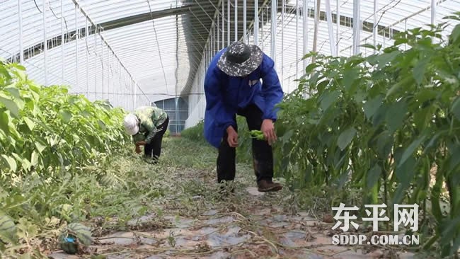 商老庄乡庞那里村探索“西瓜+辣椒”套种模式收益高