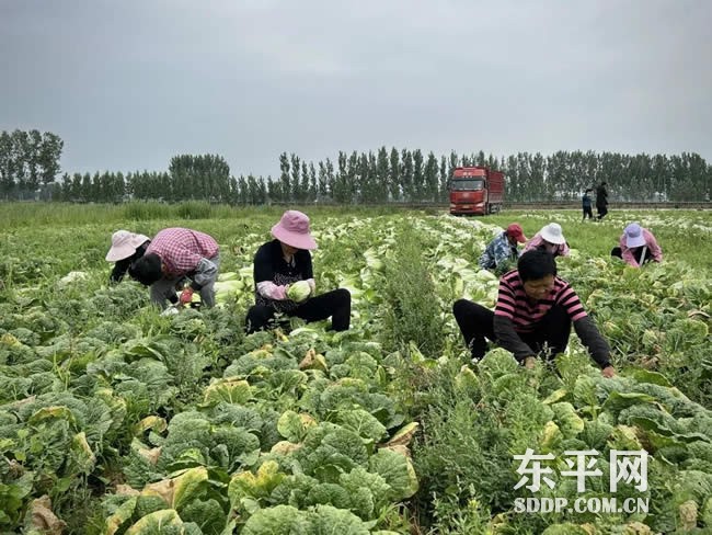 彭集街道打响“彭集果蔬汇”特色品牌 促进农村发展