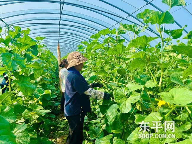 接山镇大棚蜜瓜“种植忙” 致富增收有希望