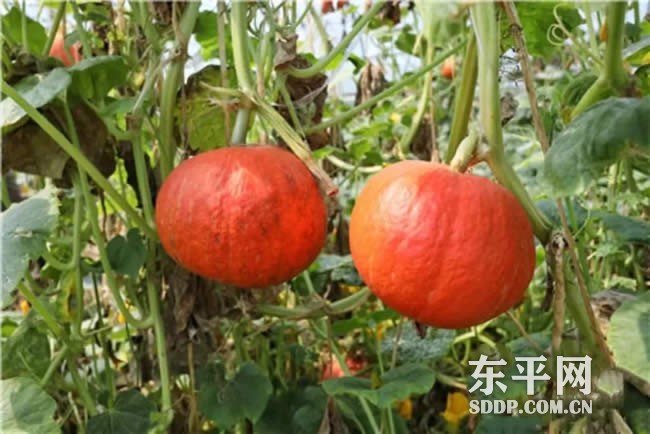 老湖镇郭楼村四季红艳南瓜喜迎丰收 老湖镇郭楼村四季红艳南瓜喜迎丰收