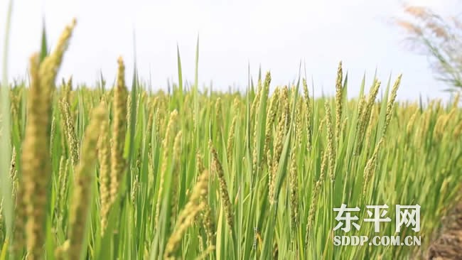 老湖镇:水稻丰收喜在望 “涝洼地”变“聚宝盆” 老湖镇:水稻丰收喜在望 “涝洼地”变“聚宝盆”