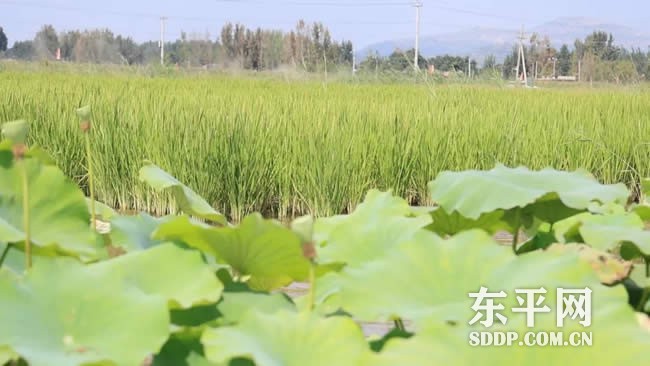 老湖镇:水稻丰收喜在望 “涝洼地”变“聚宝盆” 老湖镇:水稻丰收喜在望 “涝洼地”变“聚宝盆”