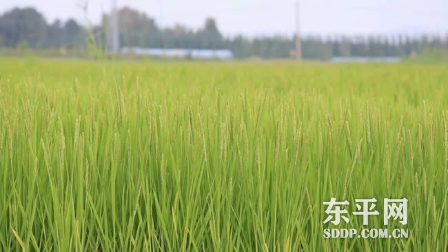 老湖镇:水稻丰收喜在望 “涝洼地”变“聚宝盆” 老湖镇:水稻丰收喜在望 “涝洼地”变“聚宝盆”