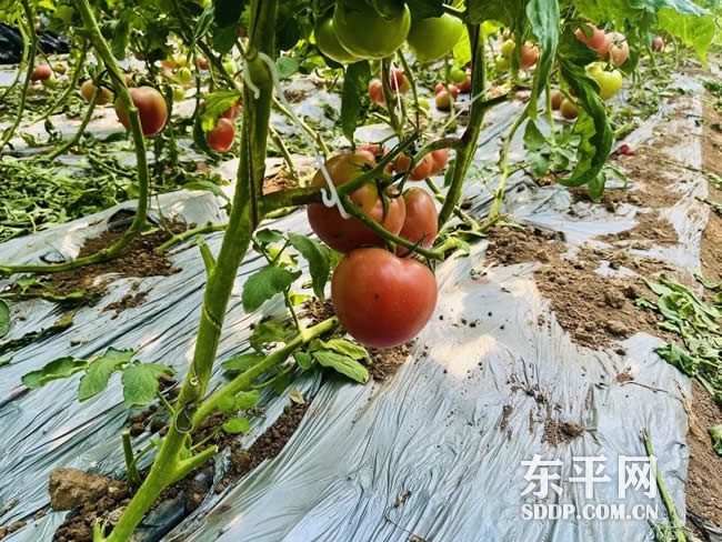 接山镇：乡村振兴靠产业 产业发展靠特色