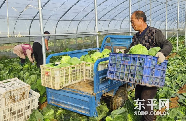 彭集街道：甘蓝喜丰收 唱响致富曲
