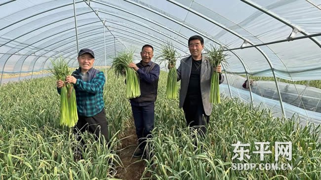 大羊镇后郑村大棚蒜薹抢先上市