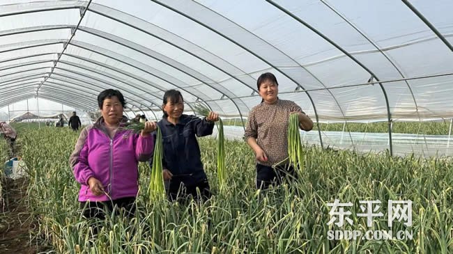 大羊镇后郑村大棚蒜薹抢先上市