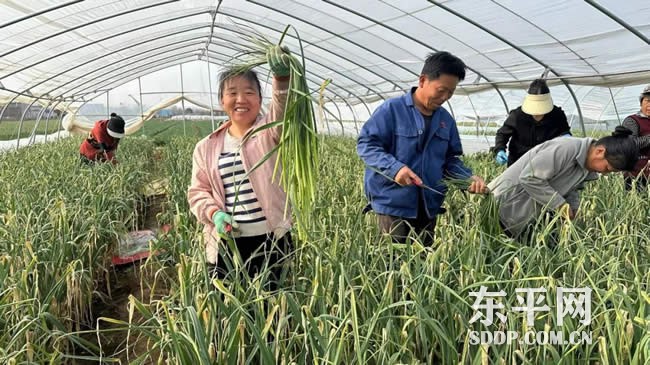 大羊镇后郑村大棚蒜薹抢先上市